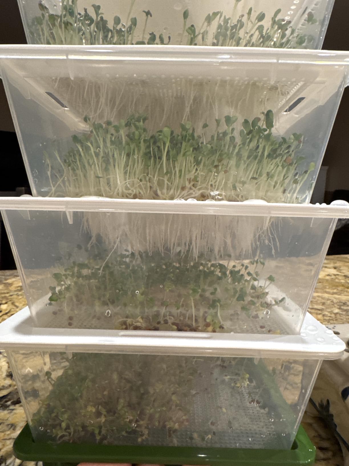 ZESTIGREENS Microgreens Growing Trays & 4-Tier Seed Sprouter Kit with Spout customer photo 1