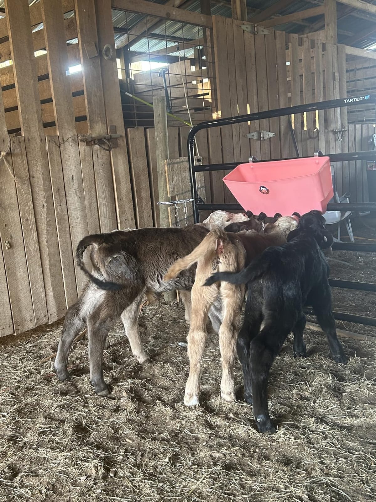 6.6 Gallon Five Nipple Calf Feeder with 5 Calf Teats & Threaded Adapters, UV-Protected Group Feeding System with Metal Fence Mount Brackets for Farm & Ranch Livestock - Part# PF5 customer photo 1