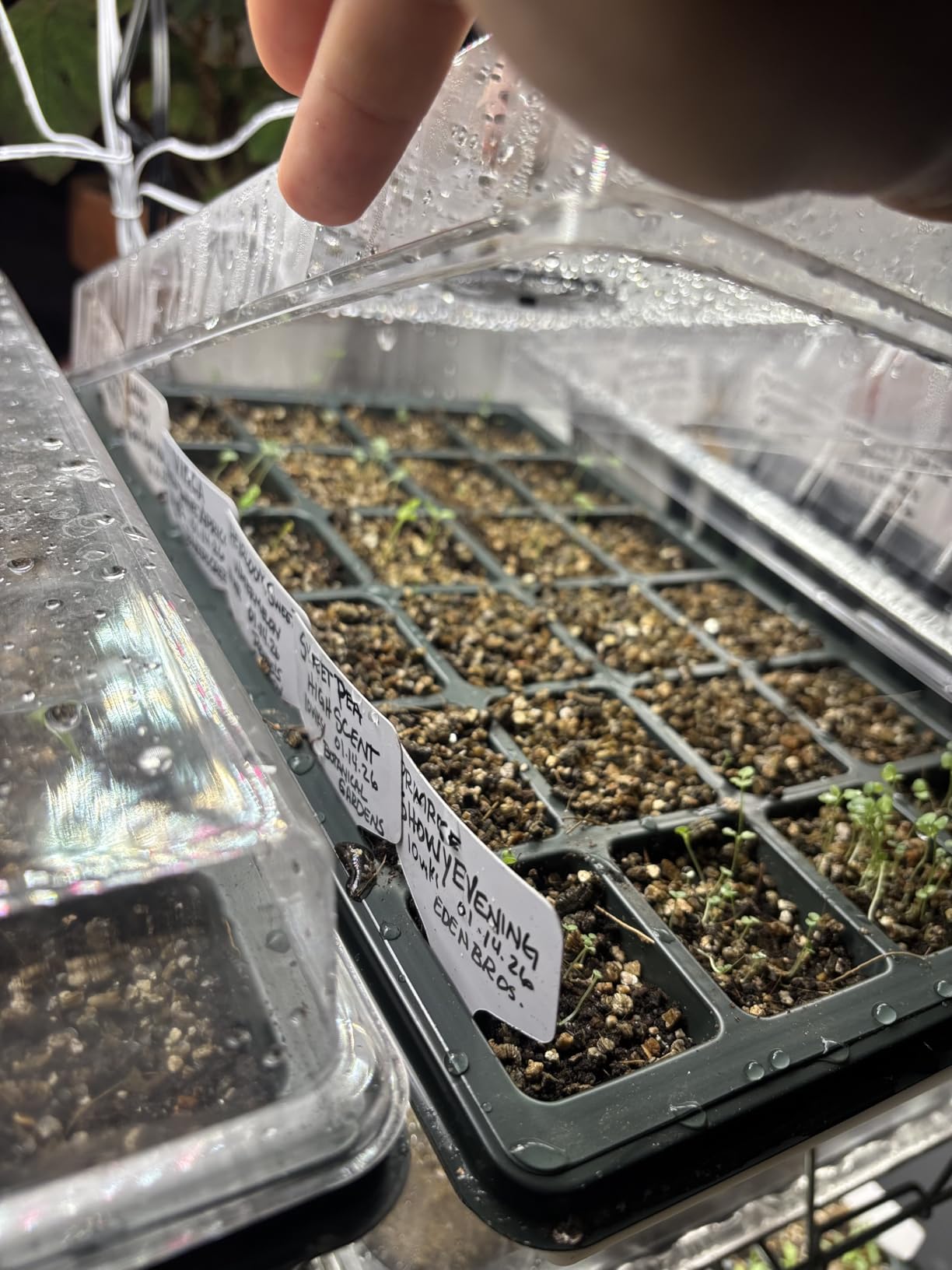 10-Pack Seed Starting Trays with Humidity Dome & Large 24-Cell 2