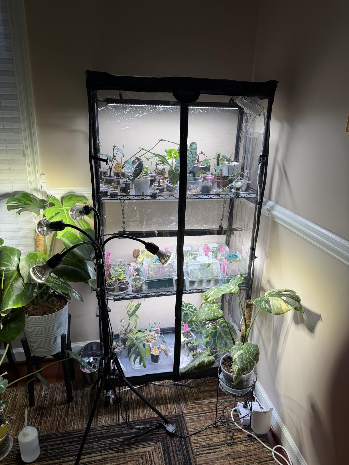 Barrina LP1200 Indoor Greenhouse with Grow Light, 5 Tier Stand with Tent customer photo 2