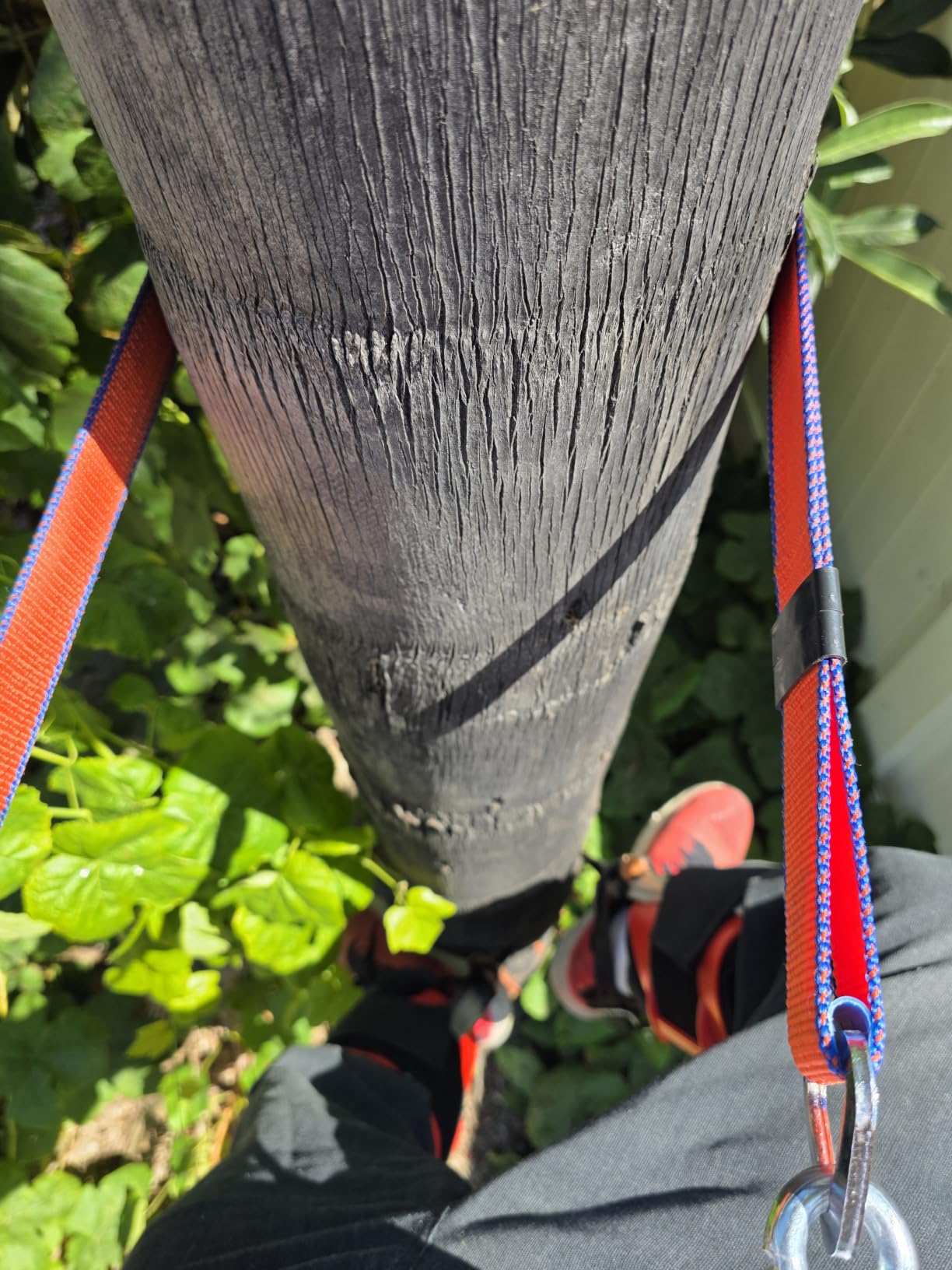 Tree Climbing Spikes Set,Tree Climbing Gear, 1 Pair Alloy Steel Climbing Spurs,350lbs Load Capacity, Arborist Equipment for Climbers, Fruit Picking and Lumberjack customer photo 2
