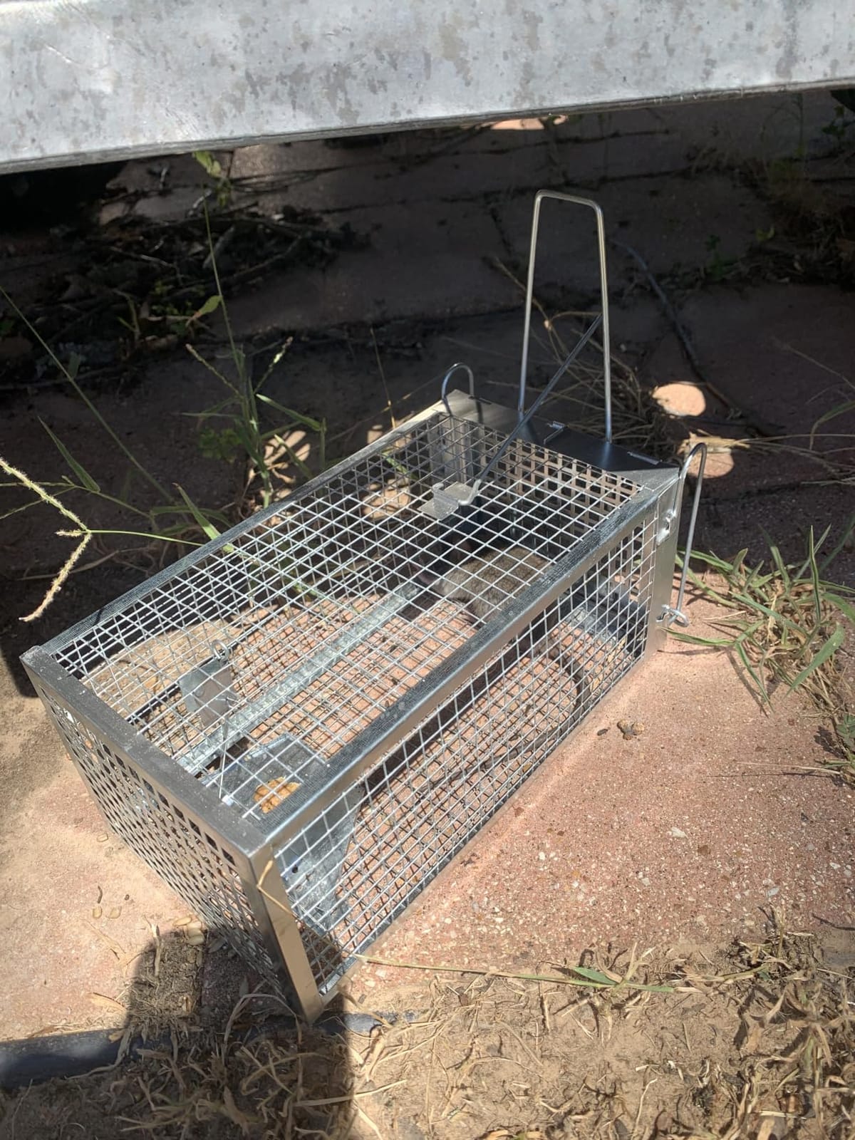 31.1 * 11 * 12.6 Inch Humane Live Animal Raccoo Trap Cage for Cat, Squirrel customer photo 1