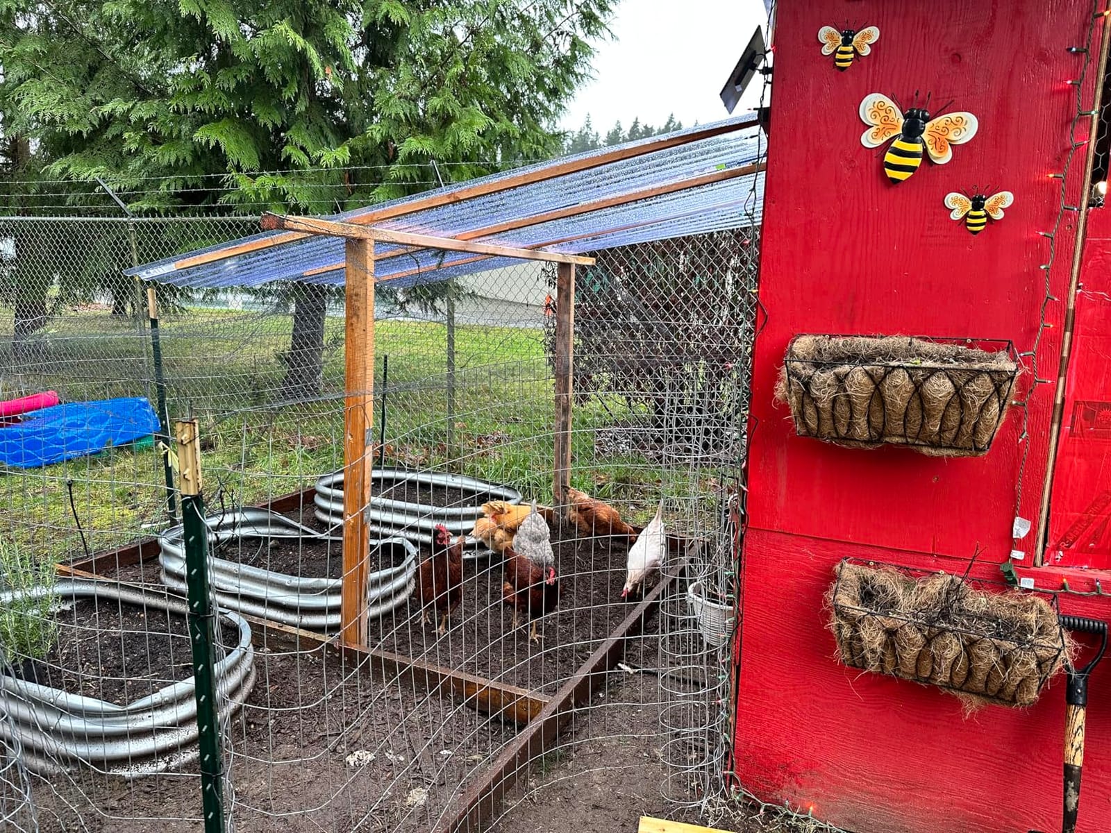 INNOLAND Large Size Automatic Chicken Coop Door - Reinforced Gear Drive | Anti-Pinch Automatic Chicken Door, Timer & Manual Mode, Battery Powered Chicken Coop Door, Aluminum Alloy & External Track customer photo 1