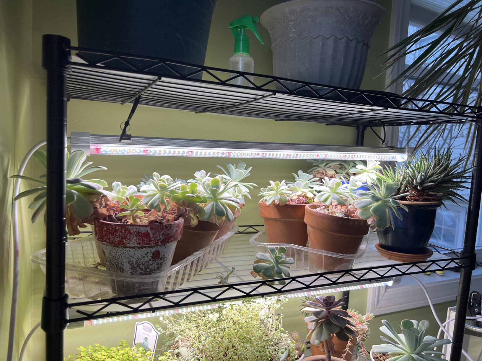FREELICHT Plant Stand with Grow Light 5-Tier, 4×30W 5000K, 35.4x13.8x61.5IN customer photo 2