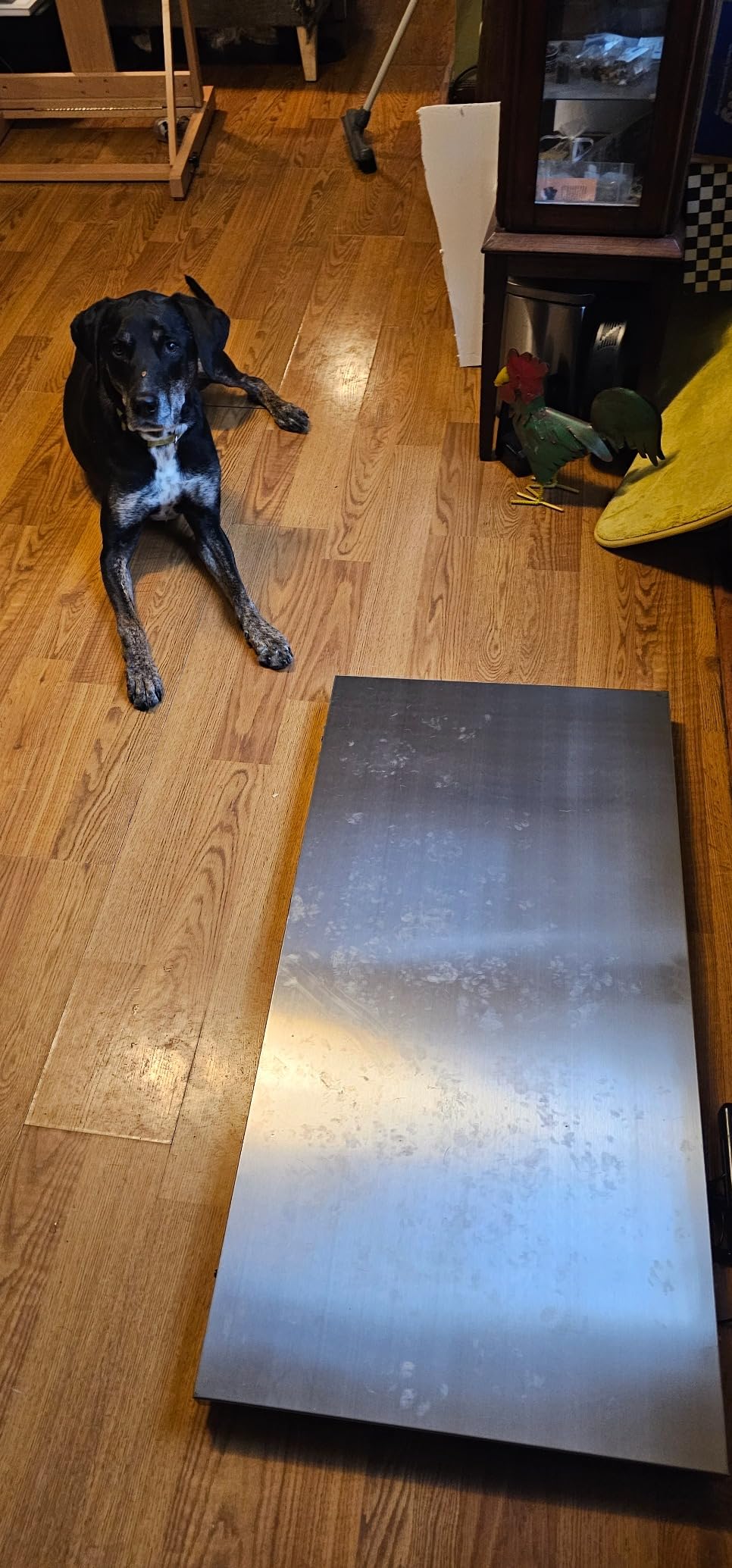 VEVOR 1100Lbs x 0.2Lbs Digital Livestock Scale Large Pet Vet Scale Stainless Steel Platform Electronic Postal Shipping Scale Heavy Duty Large Dog Hog Sheep Goat Pig Sheep Scale customer photo 1