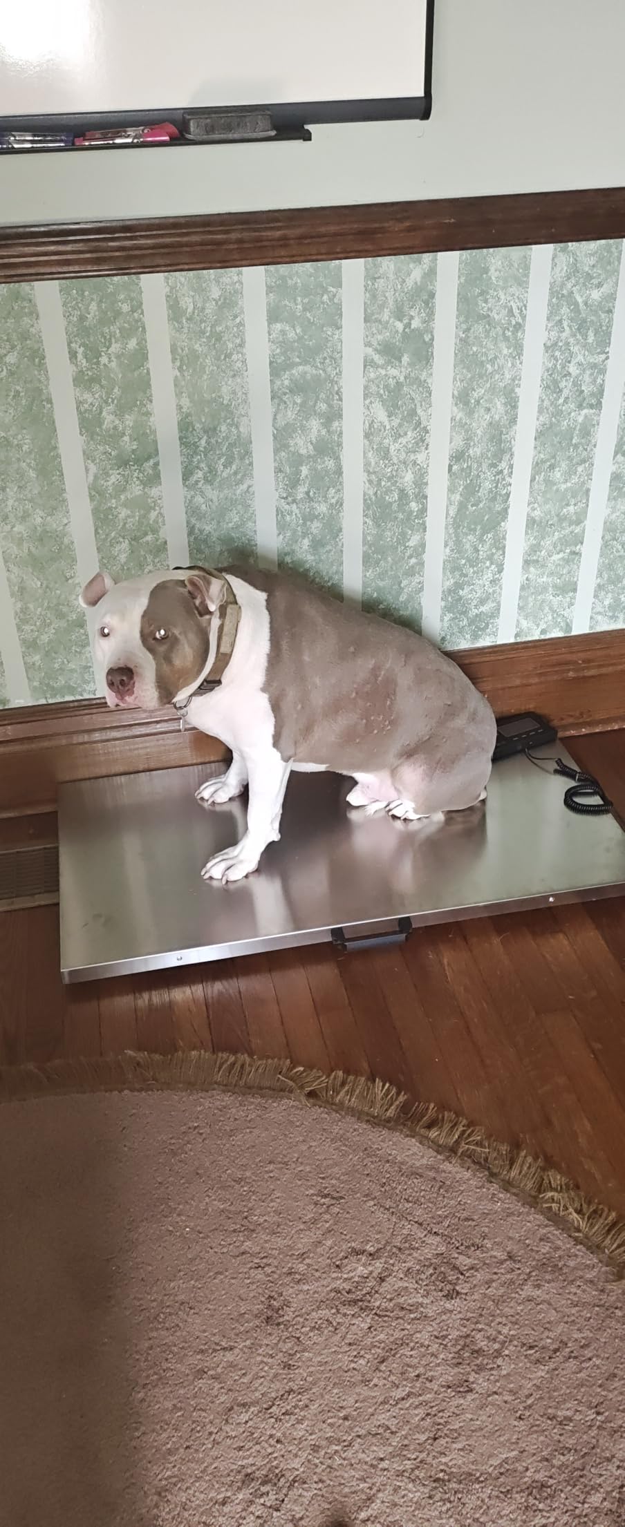 VEVOR 1100Lbs x 0.2Lbs Digital Livestock Scale Large Pet Vet Scale Stainless Steel Platform Electronic Postal Shipping Scale Heavy Duty Large Dog Hog Sheep Goat Pig Sheep Scale customer photo 2