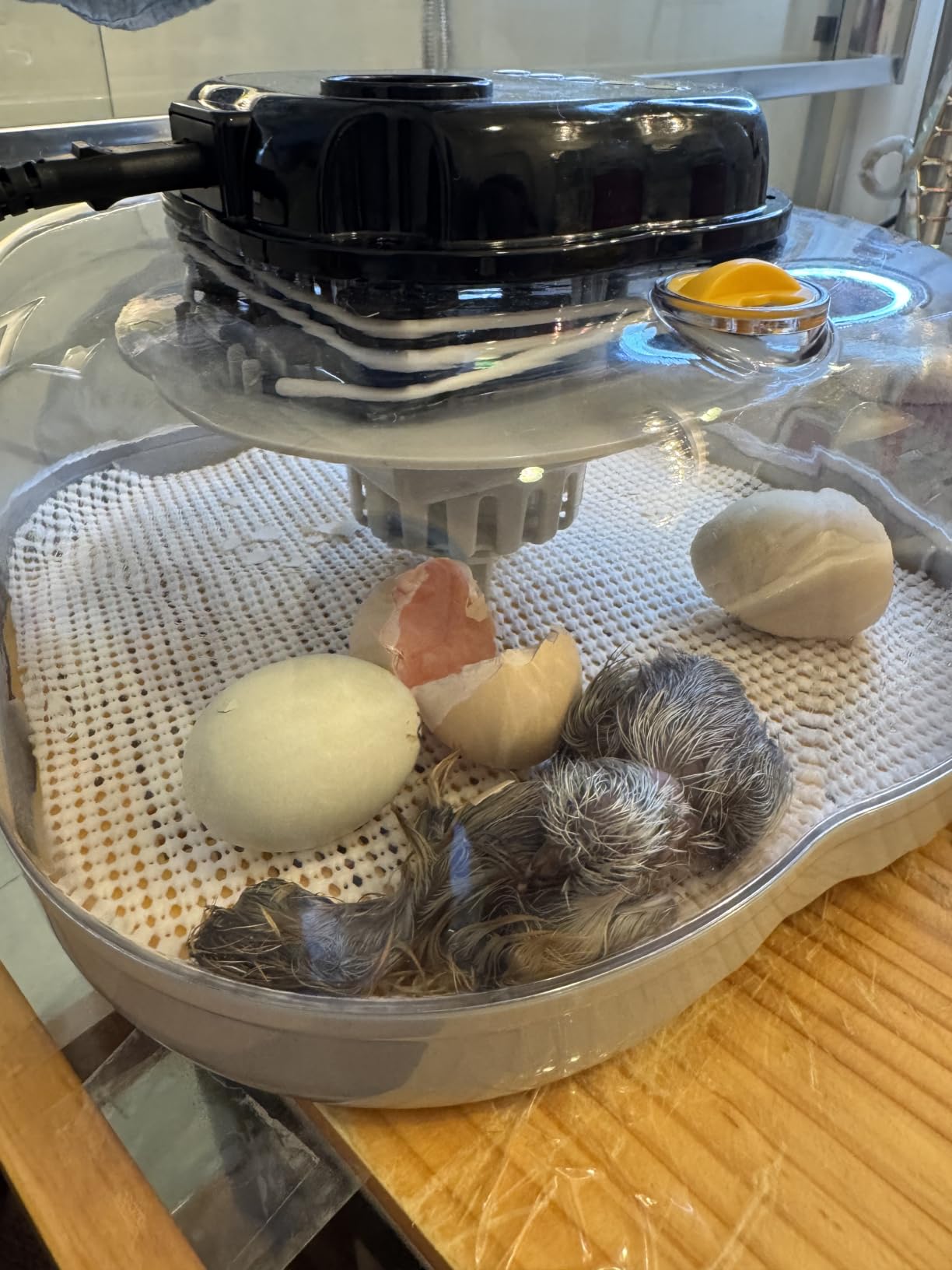 Egg Incubators for Hatching Eggs, 18 Chicken or 8 Large Eggs Incubator | Dual Egg Trays, Auto Egg Turning, Auto Water Refill, Turning Timer, Incubation Timer, 360° Viewing & Built-in Egg Candler customer photo 1