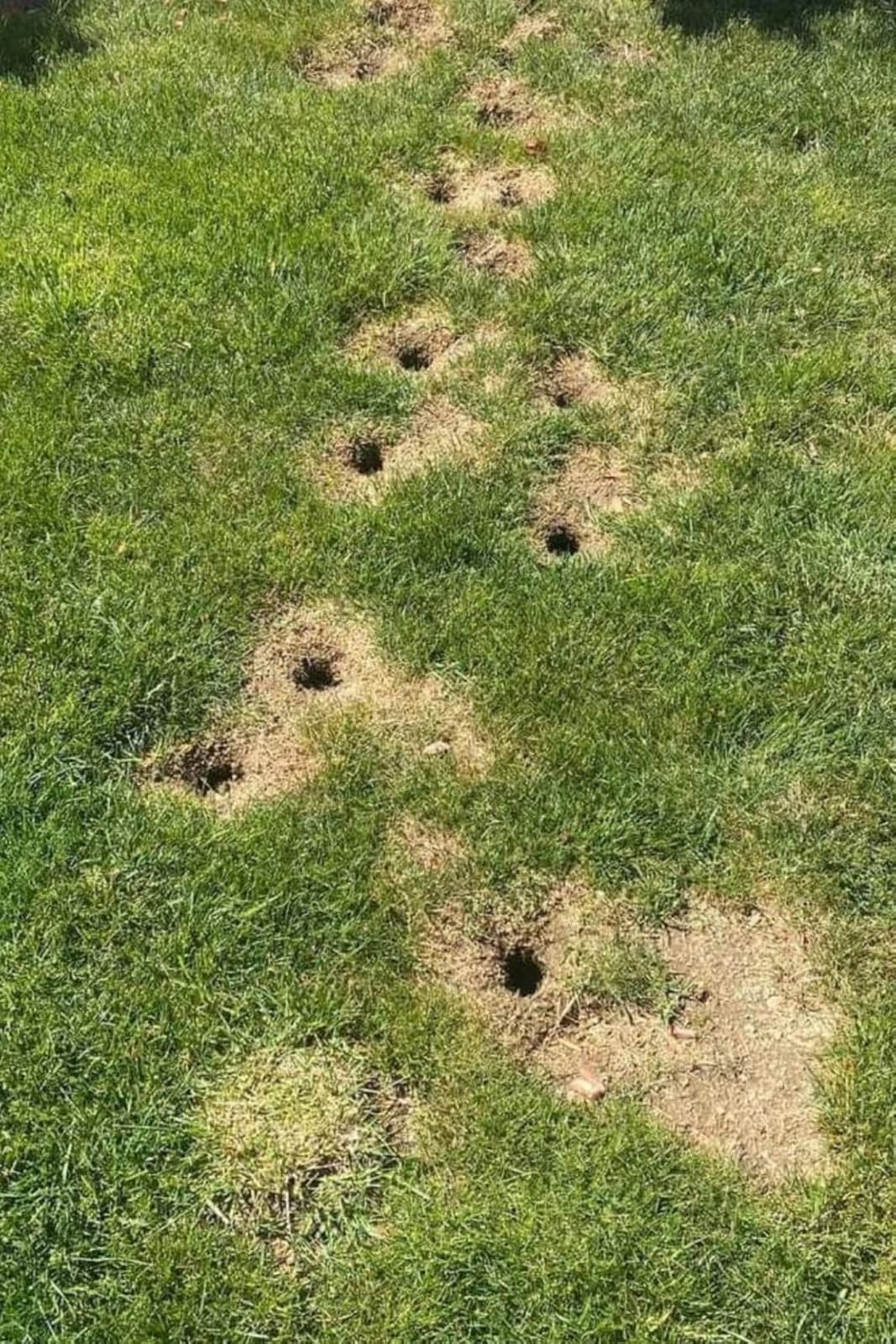 LEBMP Mole Repellent, Gopher Repellent, Groundhogs Repellant Outdoor-8Pcs | Vole Deterrent, Armadillo Repellent for Lawns, Keep Mole Out of Yard, Get Rid of Gophers, Covers Up to 120 Sq Ft customer photo 1