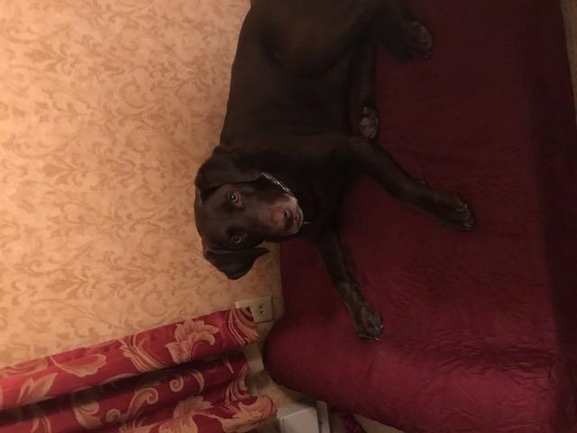 Barker Beds Large Orthopedic Dog Bed - 7