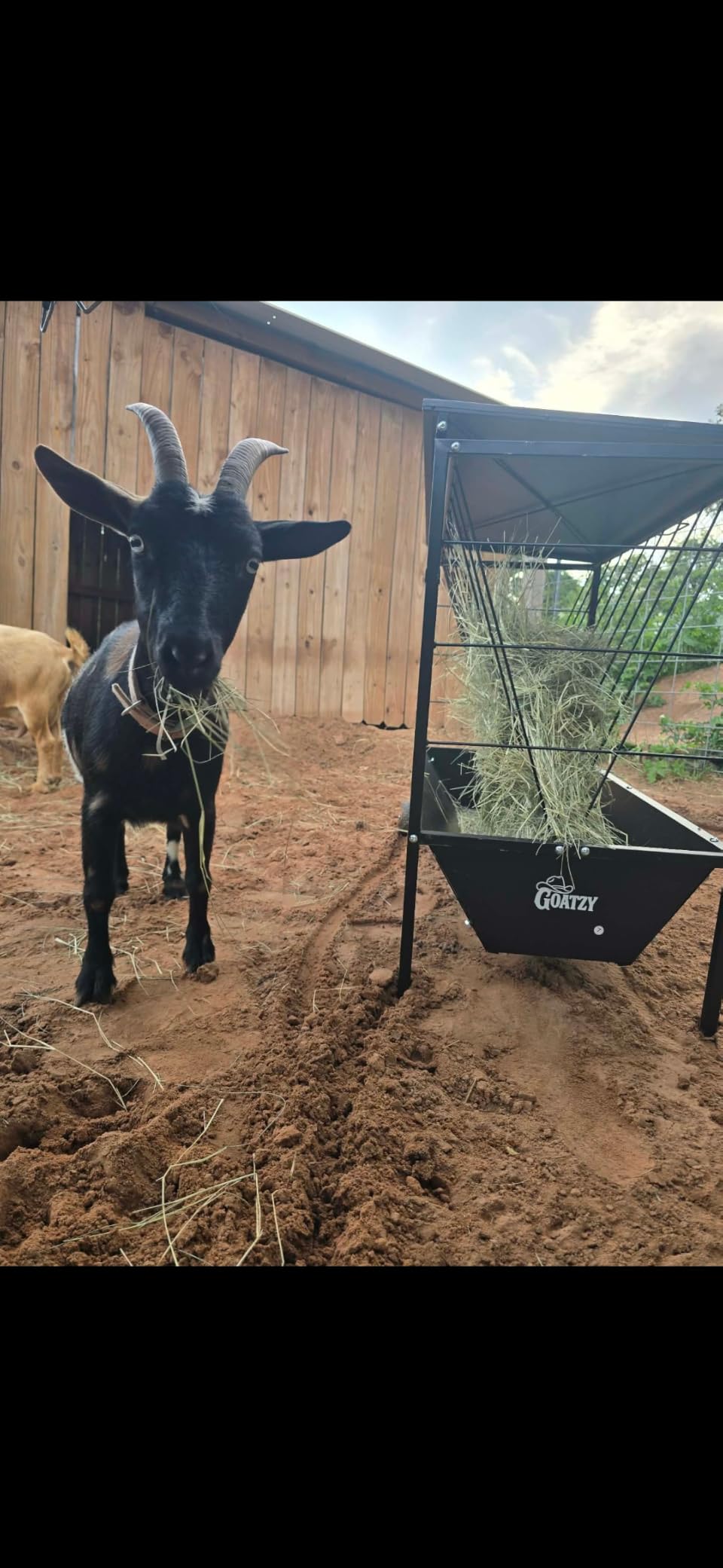 Large Hay Feeder for Goats with Roof, Wheels and Handles, Covered 2-in-1 Galvanized Steel Goat Hay Feeder Trough, 50 Gallon Rack and 20 Gallon Grain for Horse Sheep Cattle Alpacas Livestock customer photo 1