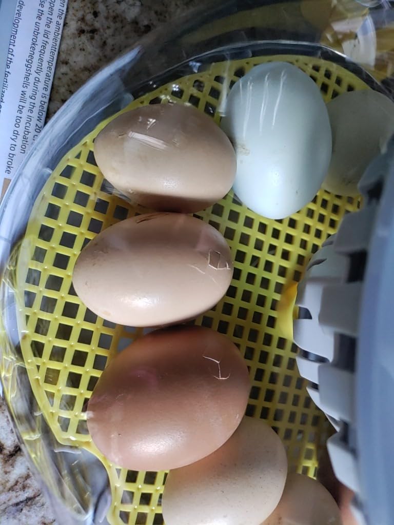 IBKINXX Incubator for Hatching Eggs-18 Egg Capacity, Newly Upgraded Automatic Egg Turner, Temperature & Humidity Control, 360° Viewing for Chicken, Duck and Quail Eggs (Black) customer photo 1