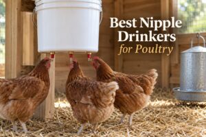Best Nipple Drinkers for Poultry
