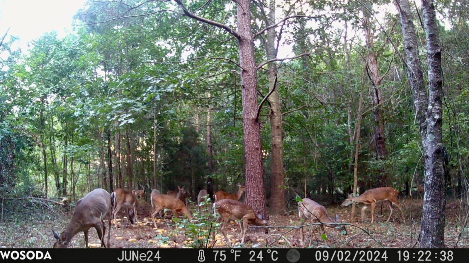 WOSODA Trail Camera 36MP 1920P, Night Vision, IP66 Waterproof Game Camera customer photo 2